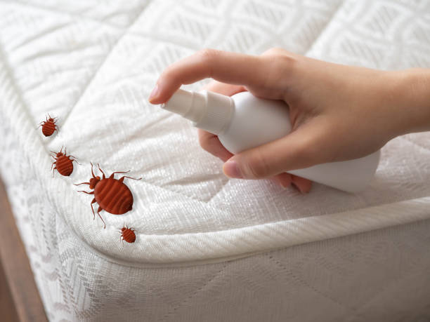 Best Mosquito Control Services  in Timberwood Park, TX